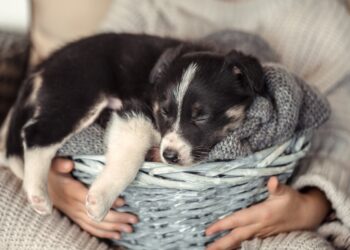 寵物過世頭七怎麼算？