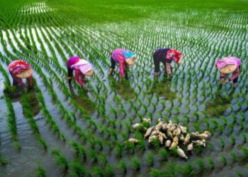 臺南永華市政中心舉辦「米蘭之鄉•後壁之美攝影展」 展現稻鄉農村生活風情