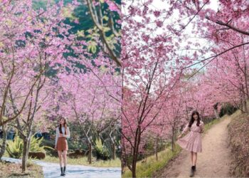 2026賞櫻一日遊推薦｜5條賞櫻一日遊行程直接照著走 一次順遊茶園秘境、高山部落