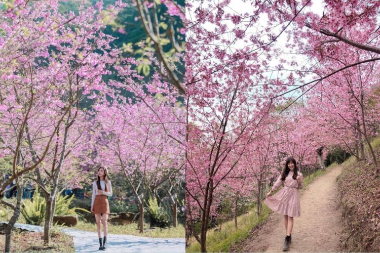 2026賞櫻一日遊推薦｜5條賞櫻一日遊行程直接照著走！一次順遊茶園秘境、高山部落