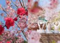 2026全台賞櫻景點｜前進如夢似幻的樂活公園、石壁風景區，見證粉紅爆擊！