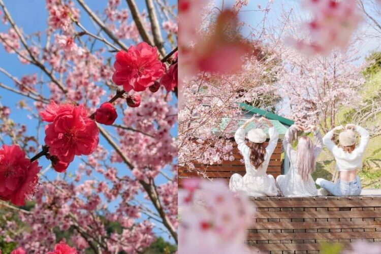 2026全台賞櫻景點|前進如夢似幻的樂活公園、石壁風景區,見證粉紅爆擊! 2026全台賞櫻景點|前進如夢似幻的樂活公園、石壁風景區,見證粉紅爆擊!