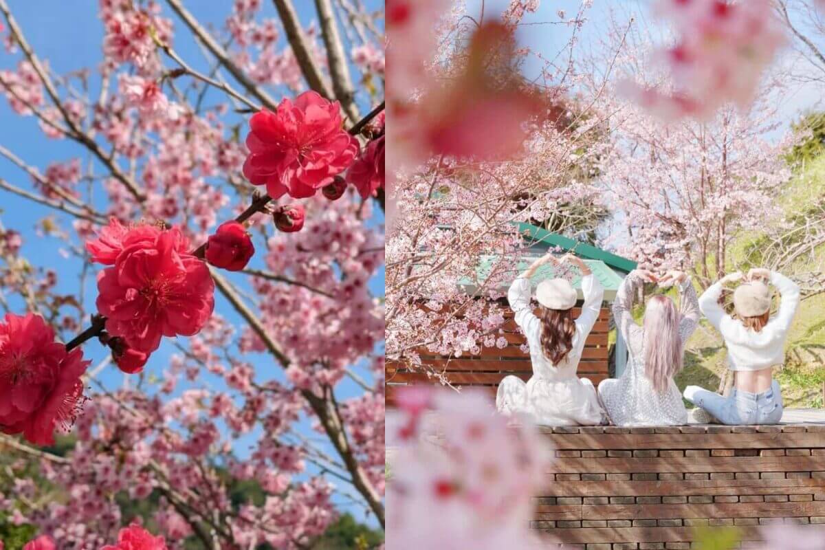 2026全台賞櫻景點|前進如夢似幻的樂活公園、石壁風景區,見證粉紅爆擊! 2026全台賞櫻景點|前進如夢似幻的樂活公園、石壁風景區,見證粉紅爆擊!