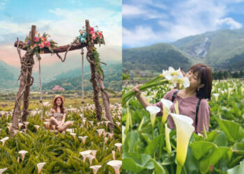 2026海芋季3/13開跑！享受山谷間的花田好浪漫 台北陽明山海芋季4大必拍打卡點