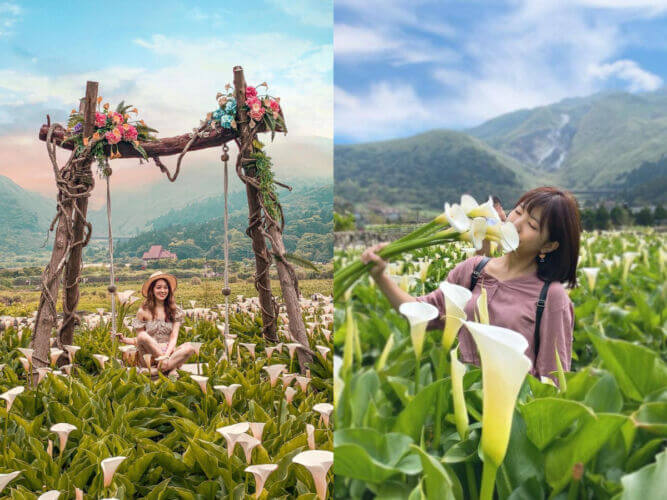 2026海芋季3/13開跑！享受山谷間的花田好浪漫，台北陽明山海芋季4大必拍打卡點