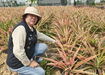 民雄鳳梨乾旱受創 鄉長會勘爭取災害補助