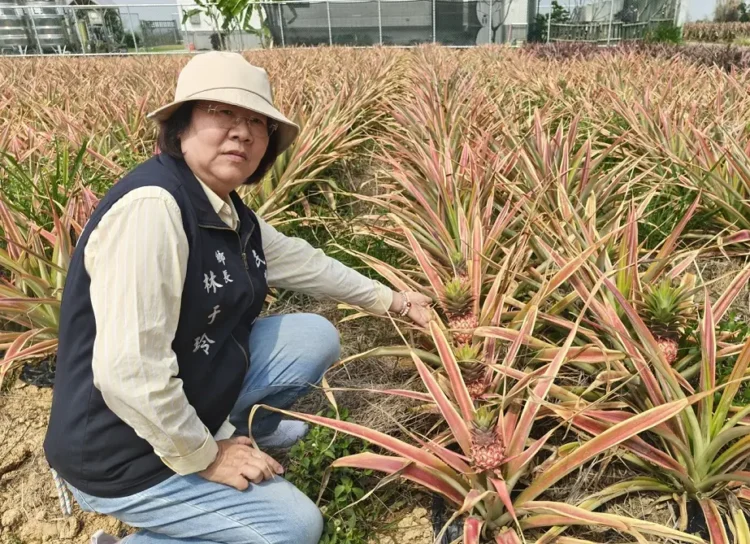 民雄鳳梨乾旱受創 鄉長會勘爭取災害補助
