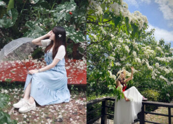 全台景點｜2026浪漫四月雪來襲 精選全台13個最佳觀賞油桐花景點