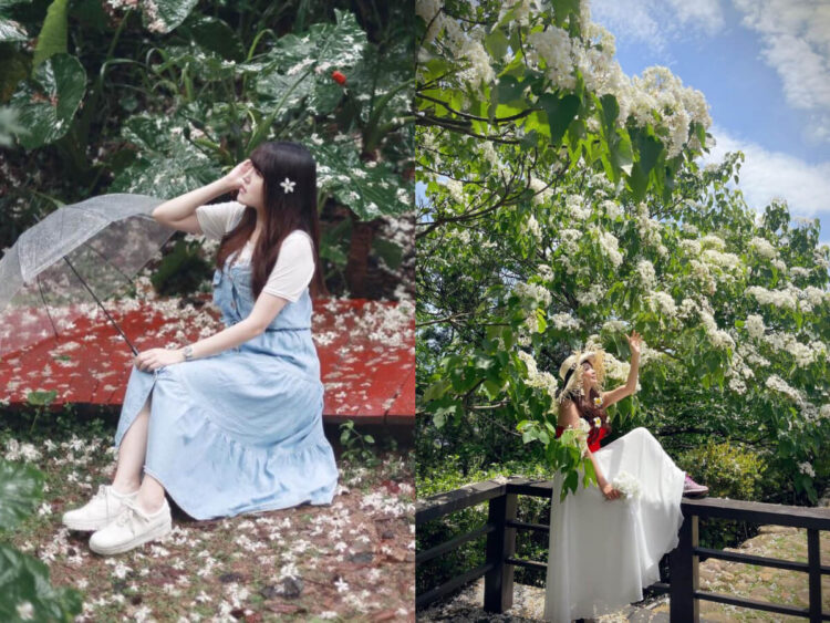 全台景點｜2026浪漫四月雪來襲，精選全台13個最佳觀賞油桐花景點！