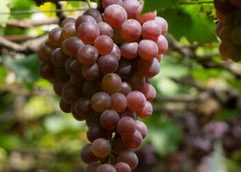 星鏈咖啡導入「時光回溯」概念膠囊 以青春活力管理打造會員生活新標準