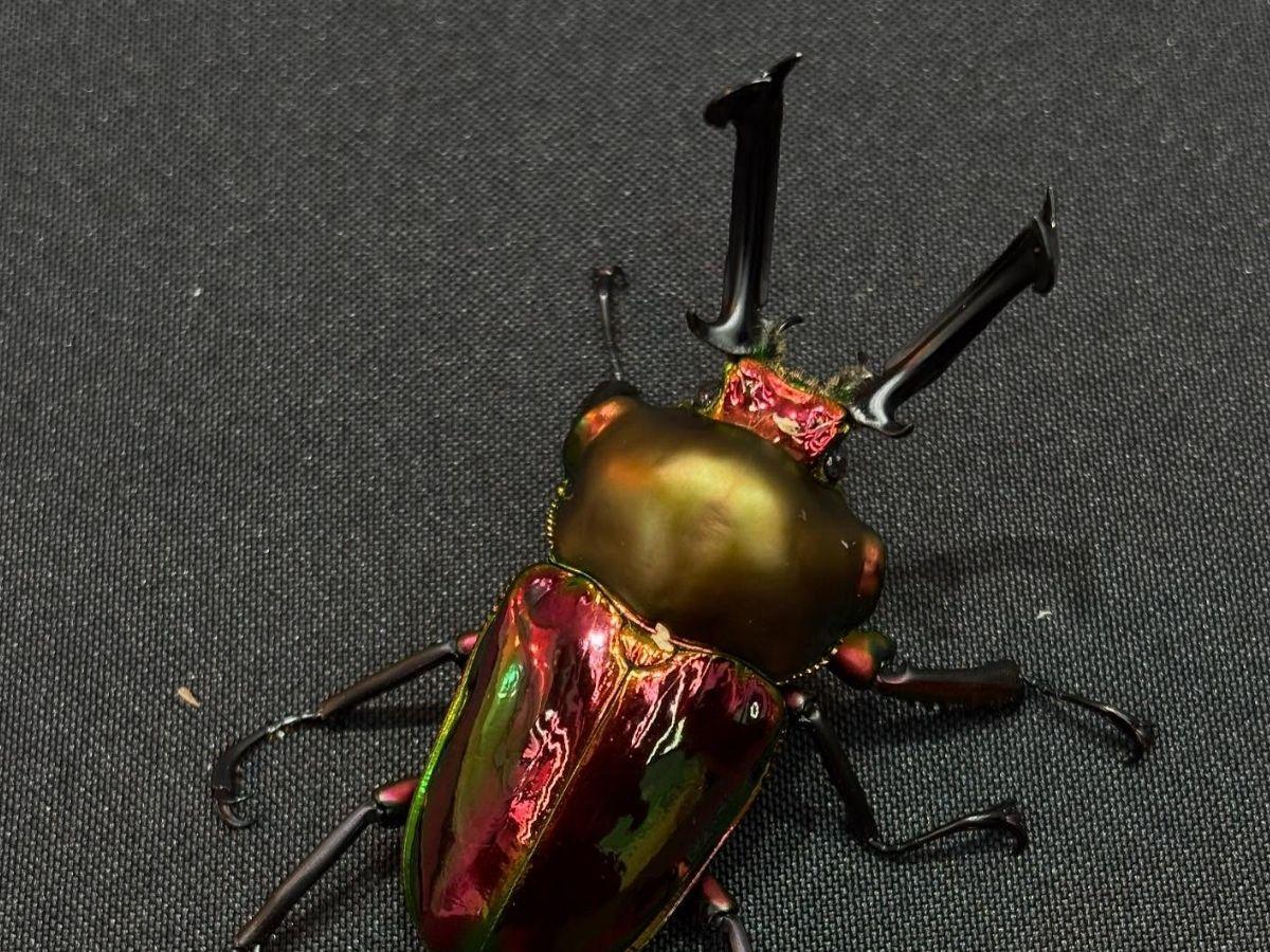 台南東區特寵店:位於中華東路巷弄內的【映賽恪特甲蟲】總店,是台南甲蟲愛好者交流與爬友的重要交流據點(圖/Medick Marketing Ltd.提供)