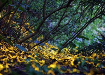 「2026火金姑的故鄉－小礁溪」螢光閃耀．浪漫登場！