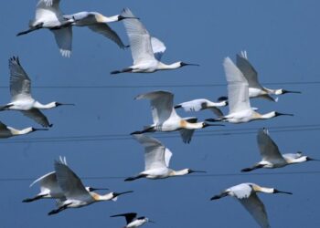 全臺黑面琵鷺數量創新高 臺南成最大棲地 公私協力保育成果顯現