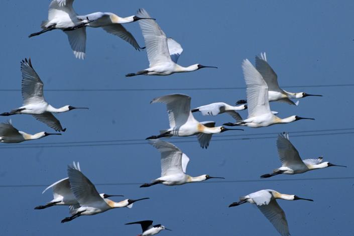 全臺黑面琵鷺數量創新高 臺南成最大棲地 公私協力保育成果顯現